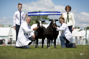 Interbreed pairs Reserve Champions Great Yorkshire Show 2014