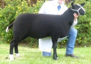 Pendle lamb