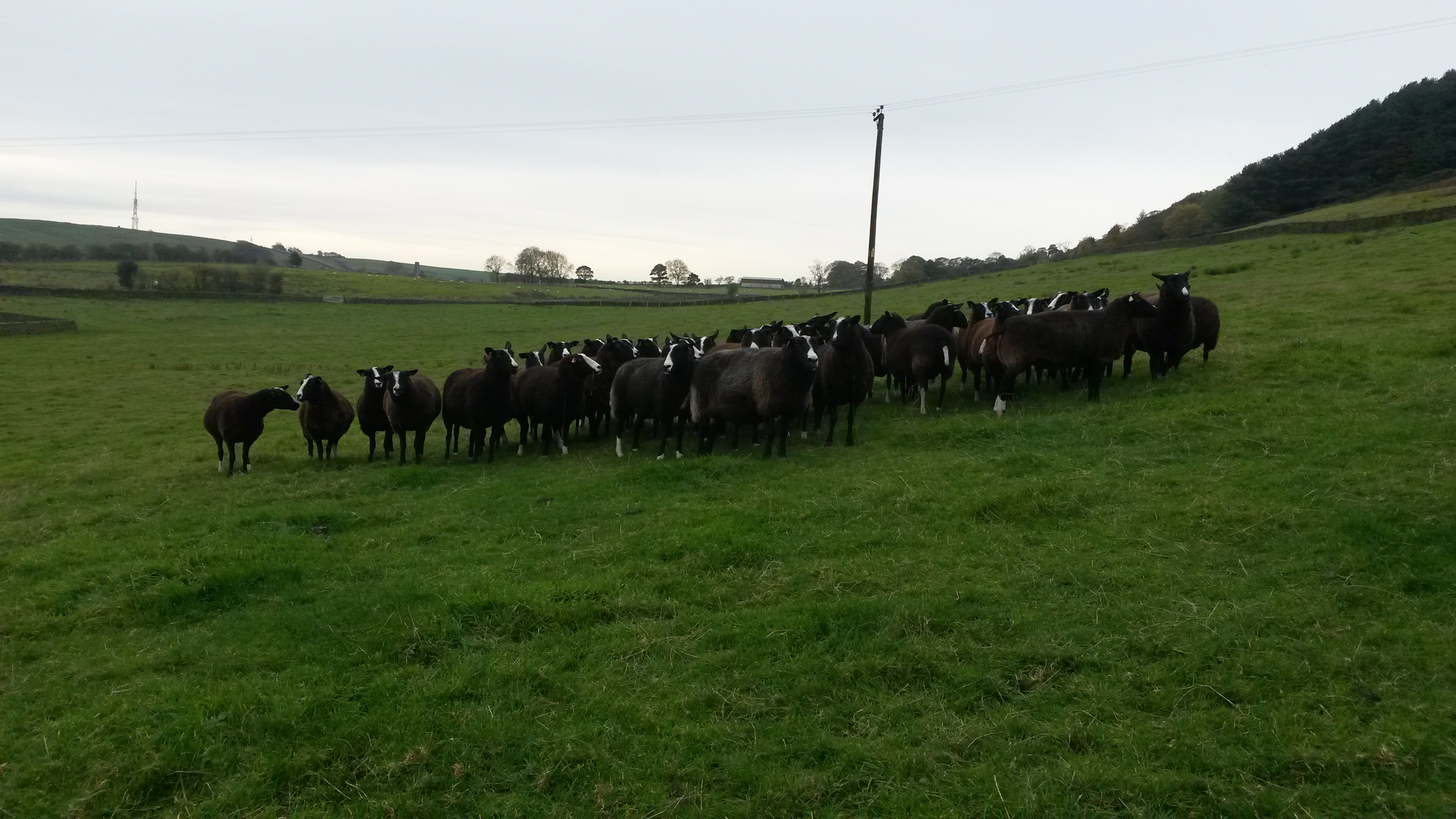 Quarrydale Flock Ewes, tups going out soon for end of March lambs.