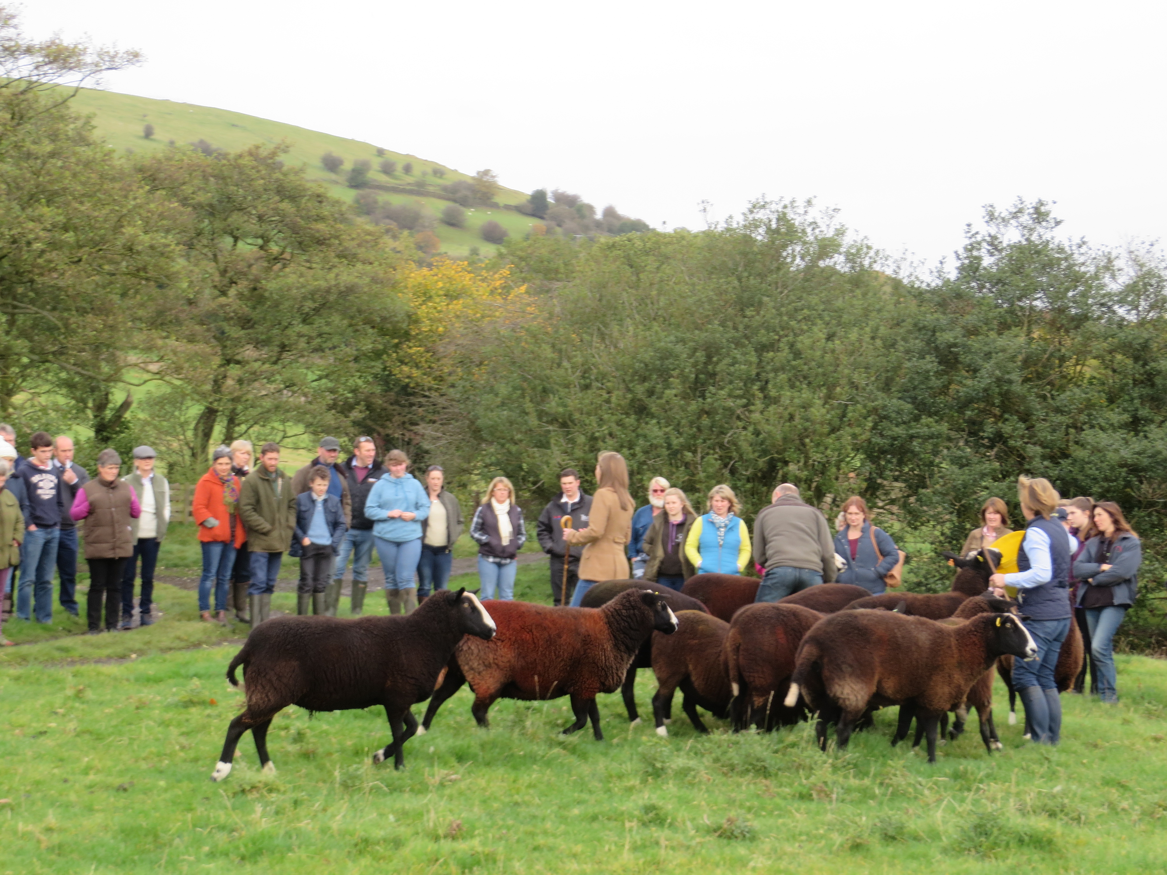 Pendle Flock Ewes