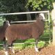 Selection of Well bred Tup lambs offered from Redgate Flock MVacc  South Shropshire / Powys border