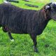 Tup for sale