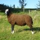 Redgate Linus, MV acc tup lamb ready to work. South Shropshire / Powys border